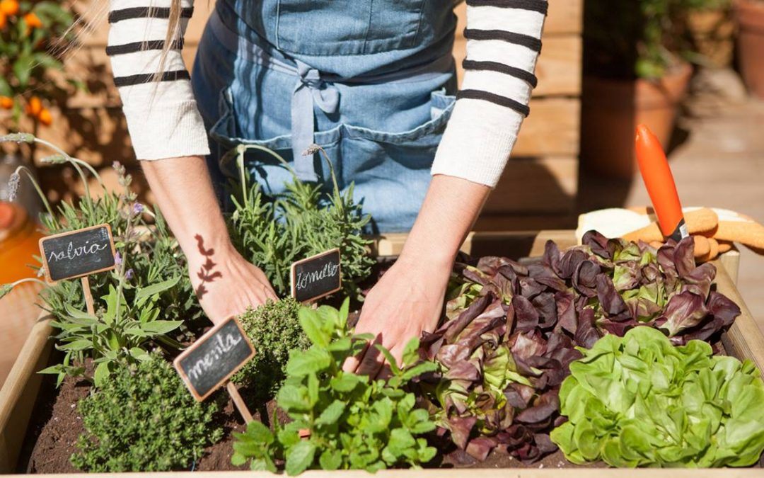 Huerto urbano municipio